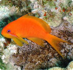 Pseudanthias squamipinnis