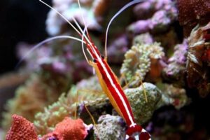 Cleaner shrimp in the ocean. An Invertebrate for for aquarium marine tank