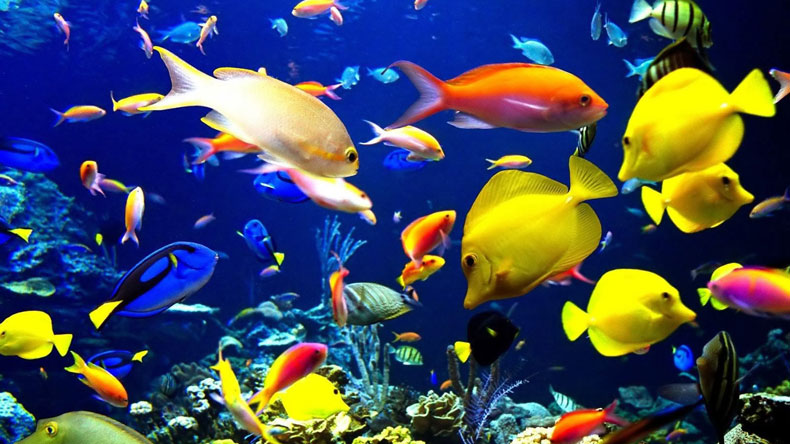 Blufields Aquatics, Kenyan marine ornamental fish exporters