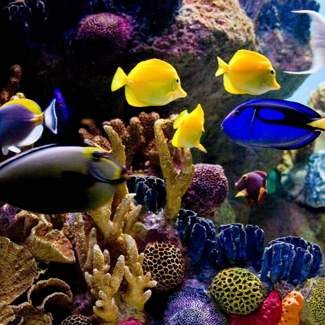 Bluefields Aquatics, ornamental fish exporter from Kenya