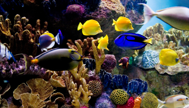 Bluefields Aquatics, tropical aquarium fish