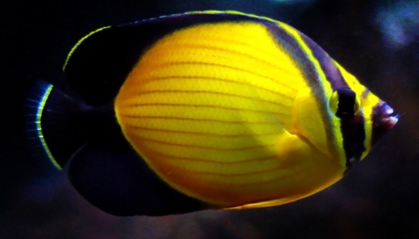 Chaetodon Melapterus