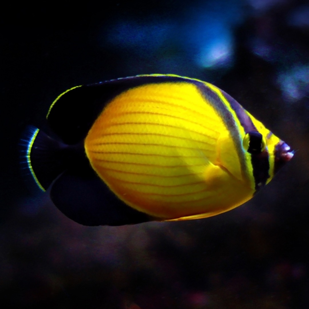 Chaetodon Melapterus