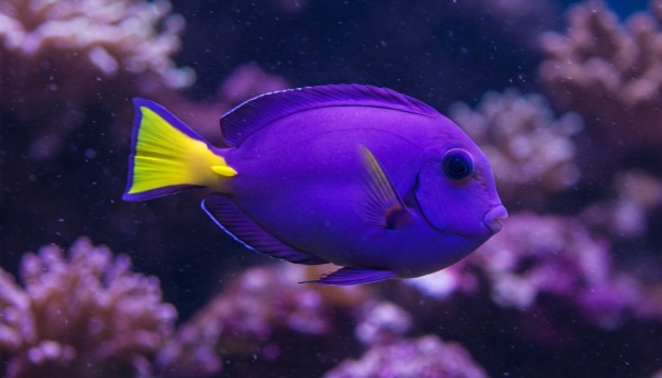Healthy Acanthurus leucosternon