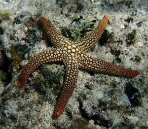 Nardoa sp. (Starfish)