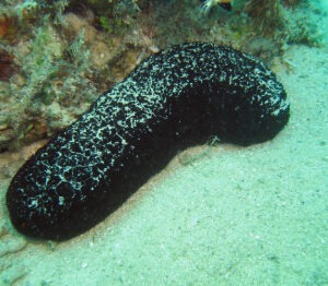 Actinopyga bannwarthi (cucamber )