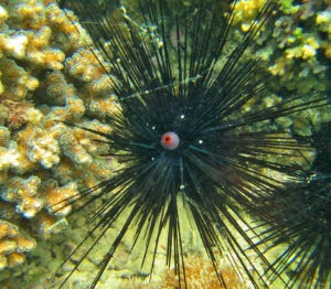 Diadema setosum