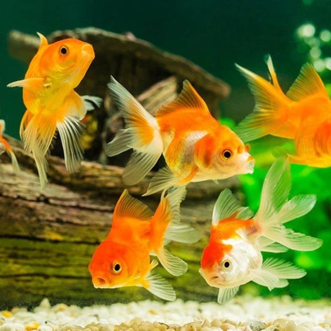 Ornamental marine fish