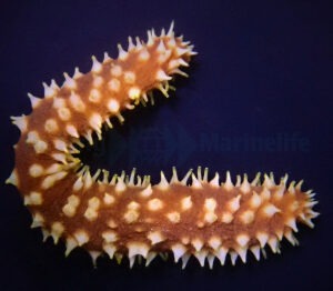 Holothuria Hilla