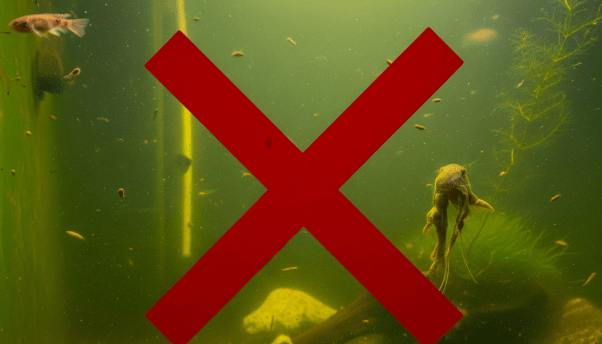 poor quality aquarium fish tank
