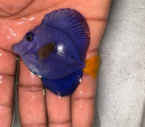 Zebrasoma Xanthurum - Purple Tang