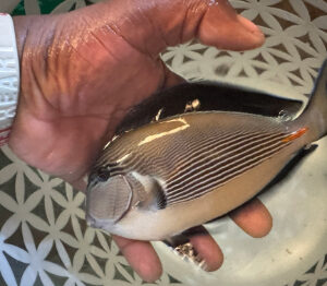 Acanthurus sohal - Sohal Surgeonfish