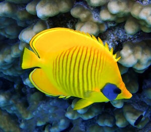 Chaetodon Semilavartus - Golden butterfly/Blue Cheek