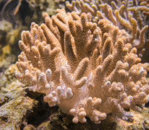 Cladiella Sp