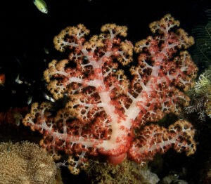 Dentronephthya
