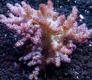 Capnella sp