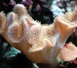 Sarcophyton Mashroom