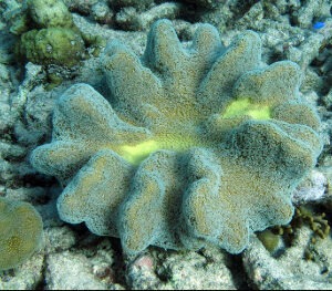 Lobophytum sp