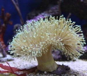 Sarcophyton Erenbergi