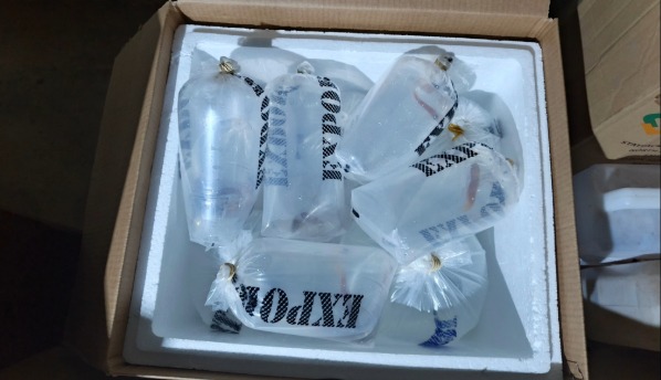Packaged ornamental marine fish