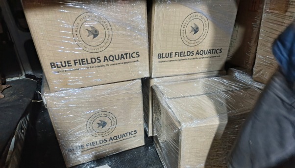 Packaged ornamental marine fish