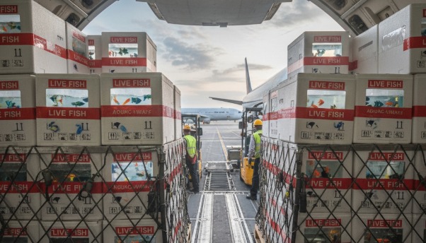 Ornamental marine fish export