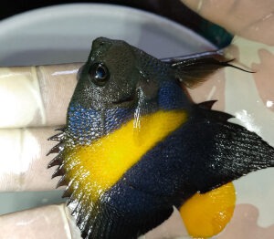 Asfur angelfish