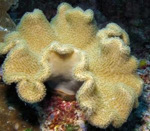 Sarcophyton Mushroom