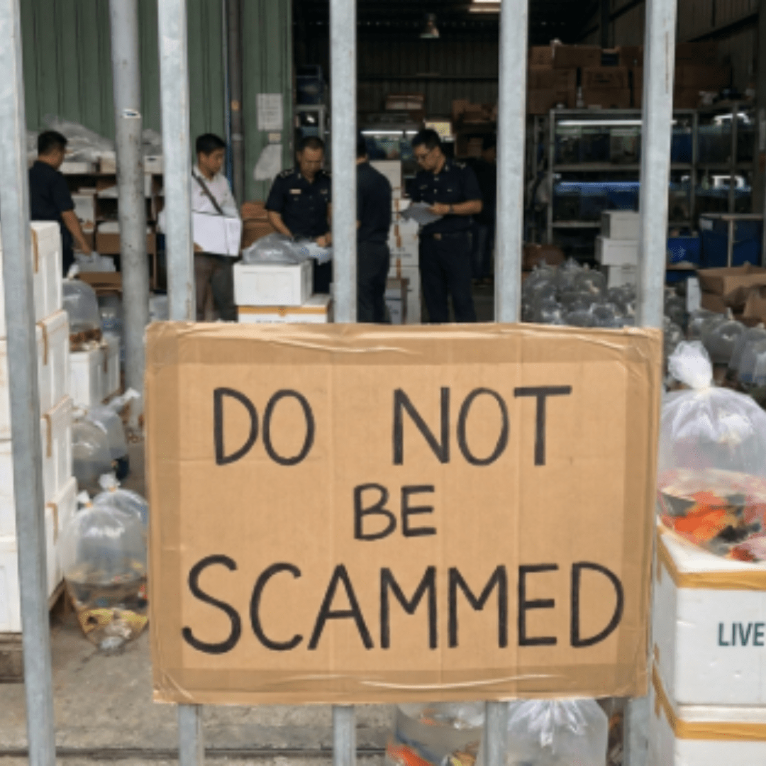 Avoiding Fraudulent Ornamental fish Exporters