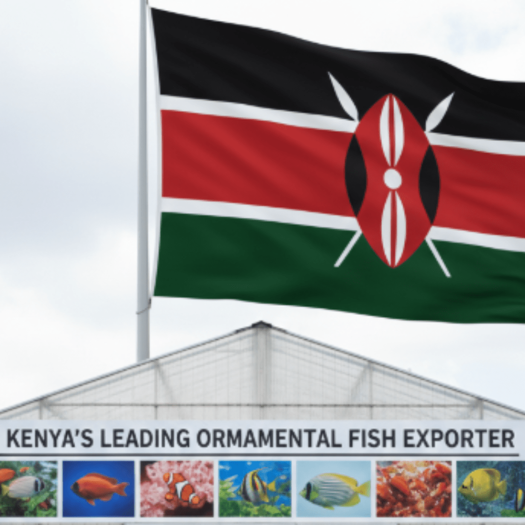 Kenya's leading Ornamental fish exporter
