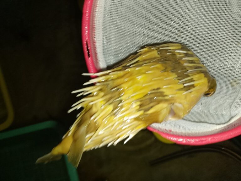 Balloonfish (Diodon holocanthus) – yellow pufferfish with its spines raised, in a holding net – wholesale export from Kenya by Bluefields Aquatics