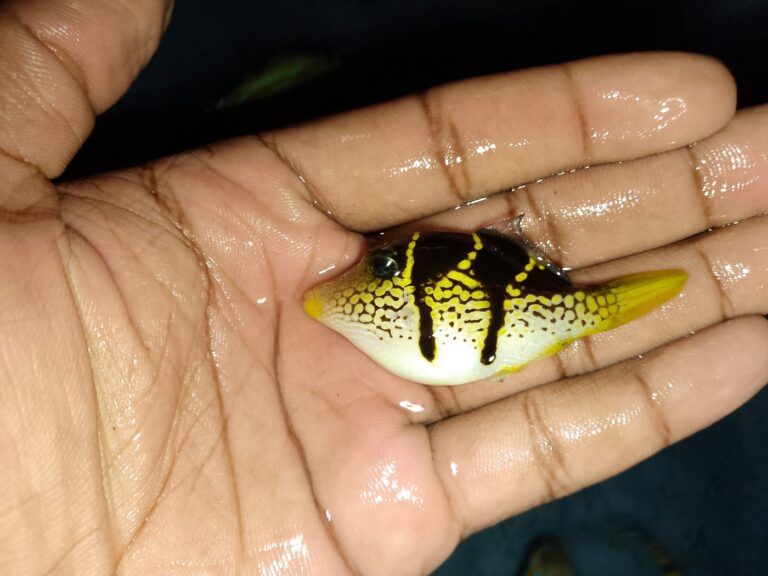 Black Saddled Toby (Canthigaster valentini) – small white-and-yellow puffer with black saddle markings, held in hand – wholesale export from Kenya by Bluefields Aquatics