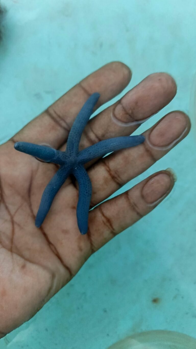 Blue Linckia Starfish (Linckia laevigata) – bright blue sea star held in hand – wholesale export from Kenya by Bluefields Aquatics
