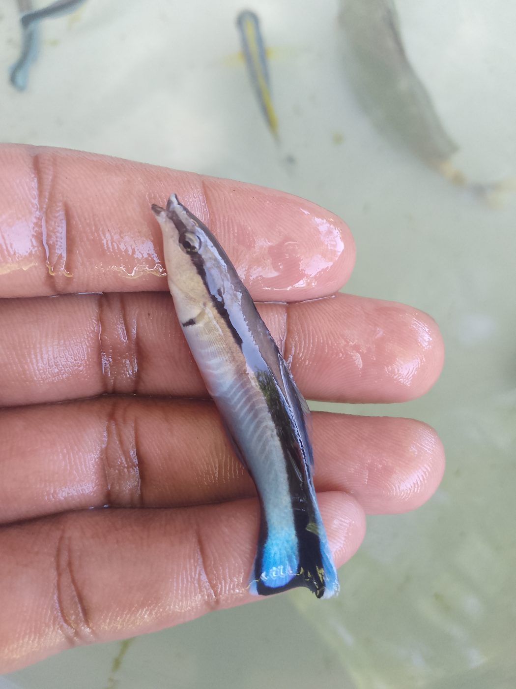 Bluestreak Cleaner Wrasse (Labroides dimidiatus) – blue-and-black striped cleaner wrasse held in hand – wholesale export from Kenya by Bluefields Aquatics