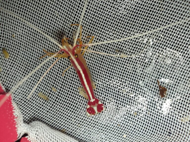 Cleaner Shrimp (Lysmata amboinensis) – red-and-white striped cleaner shrimp – wholesale export from Kenya by Bluefields Aquatics