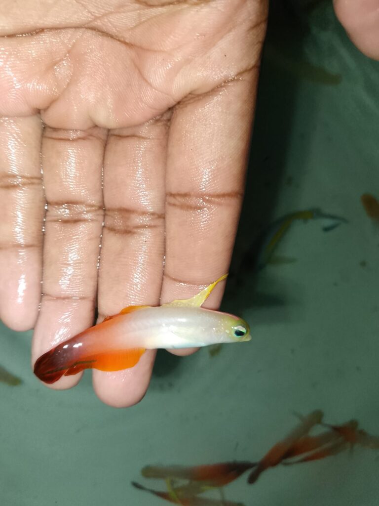 Firefish (Nemateleotris magnifica) – white-and-red firefish goby held in hand – wholesale export from Kenya by Bluefields Aquatics