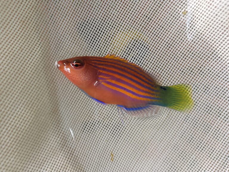 Four Line Wrasse (Larabicus quadrilineatus) – small red wrasse with blue stripes and a yellow-green tail, in a holding net – wholesale export from Kenya by Bluefields Aquatics