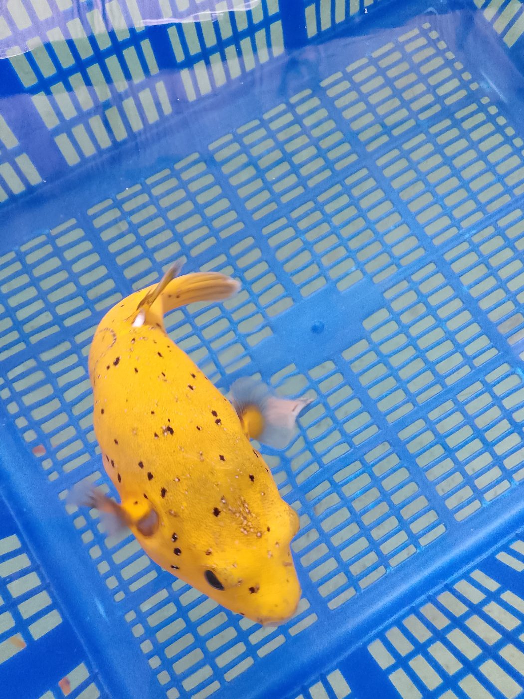 Golden Puffer (Arothron citrinellus) – golden-yellow puffer with dark spots in a holding basket – wholesale export from Kenya by Bluefields Aquatics