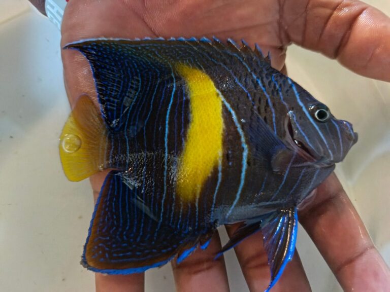 Halfmoon Angelfish (Pomacanthus maculosus) – juvenile with a yellow vertical bar and fine blue lines, held in hand – wholesale export from Kenya by Bluefields Aquatics