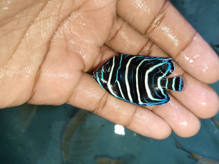 Koran Angelfish (Pomacanthus semicirculatus) – juvenile with white semicircle stripes on a blue-black body, held in hand – wholesale export from Kenya by Bluefields Aquatics
