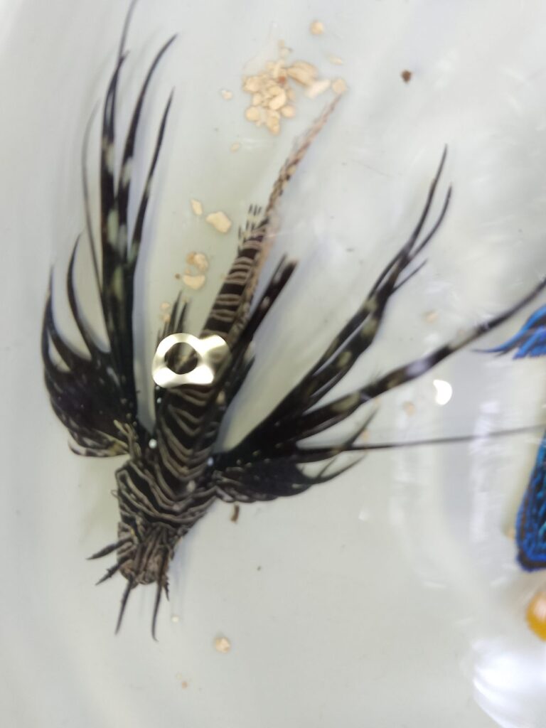 Lionfish – dark-banded lionfish with fins spread in a holding tank – wholesale export from Kenya by Bluefields Aquatics