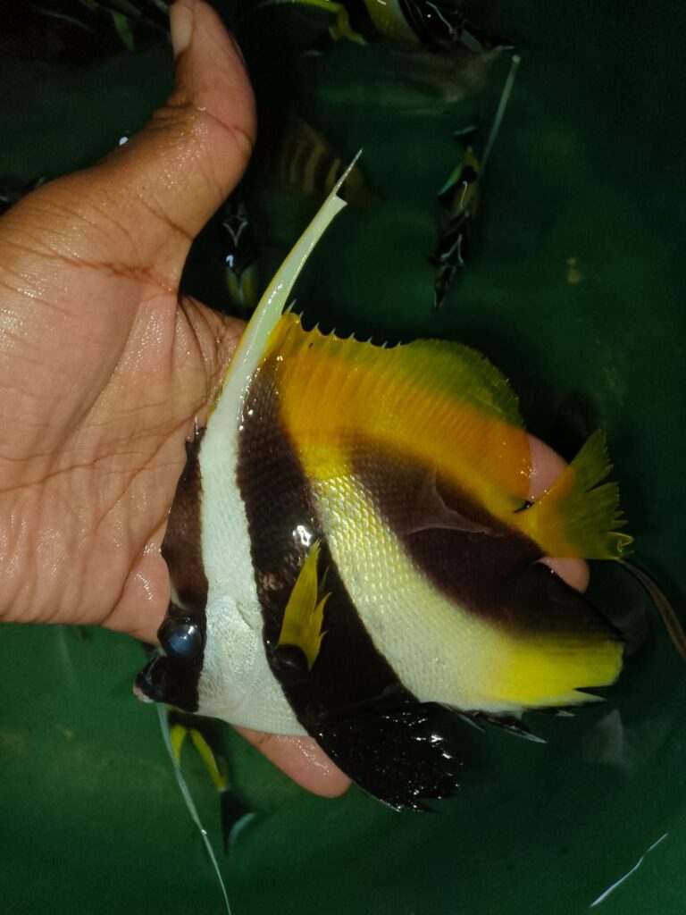 Masked Bannerfish (Heniochus monoceros) – black, white and yellow bannerfish with long dorsal pennant, held in hand – wholesale export from Kenya by Bluefields Aquatics