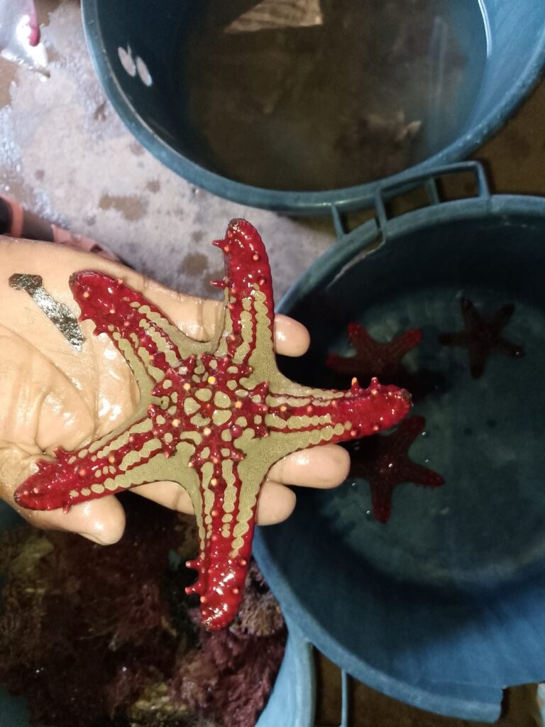 Red Lobed Starfish (Protoreaster linckii) – sea star with red knobs held in hand – wholesale export from Kenya by Bluefields Aquatics