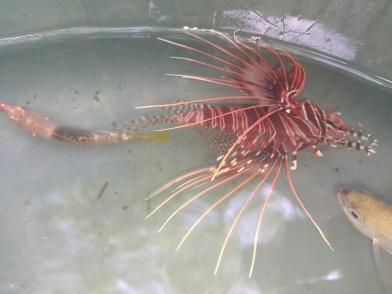 Spotfin Lionfish (Pterois antennata) – red lionfish with long white fin rays in a holding tank – wholesale export from Kenya by Bluefields Aquatics
