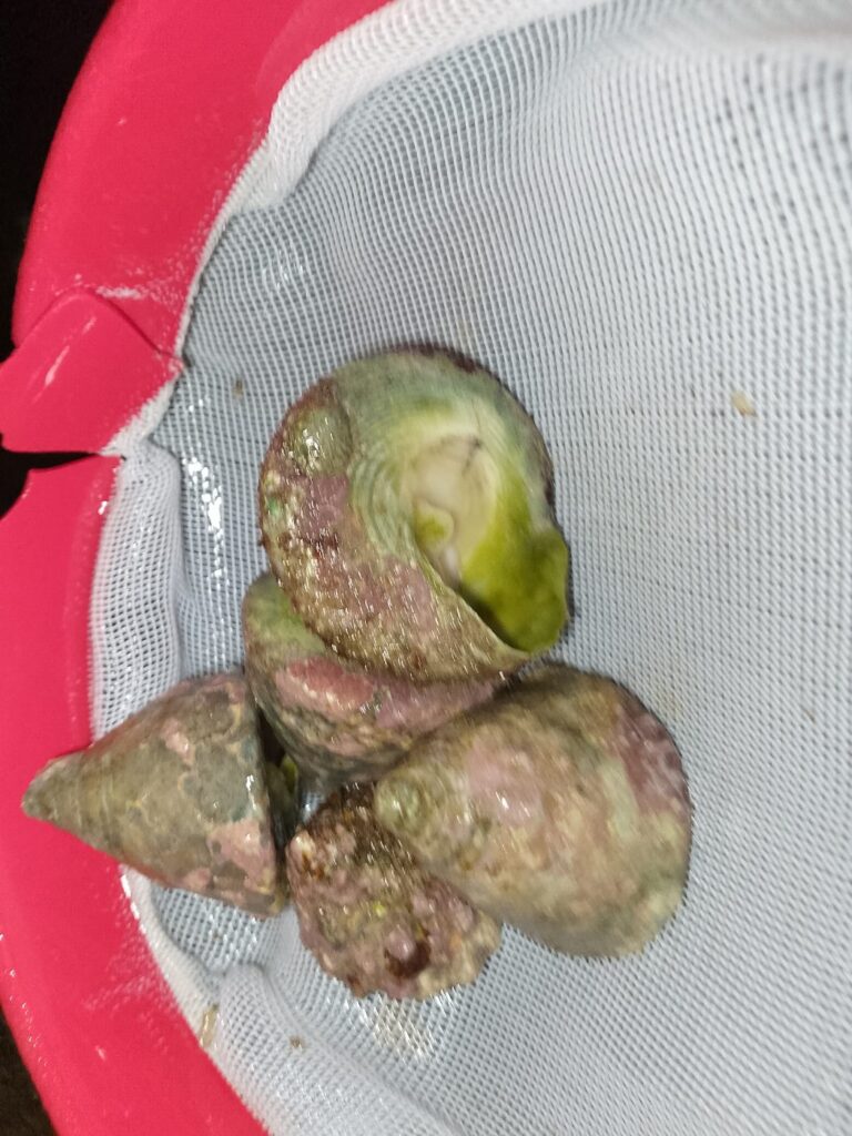 Turbo Snail – group of turbo snails in a holding net – wholesale export from Kenya by Bluefields Aquatics