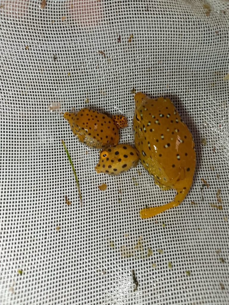 Yellow Boxfish (Ostracion cubicus) – two juvenile yellow boxfish with black spots in a holding net – wholesale export from Kenya by Bluefields Aquatics