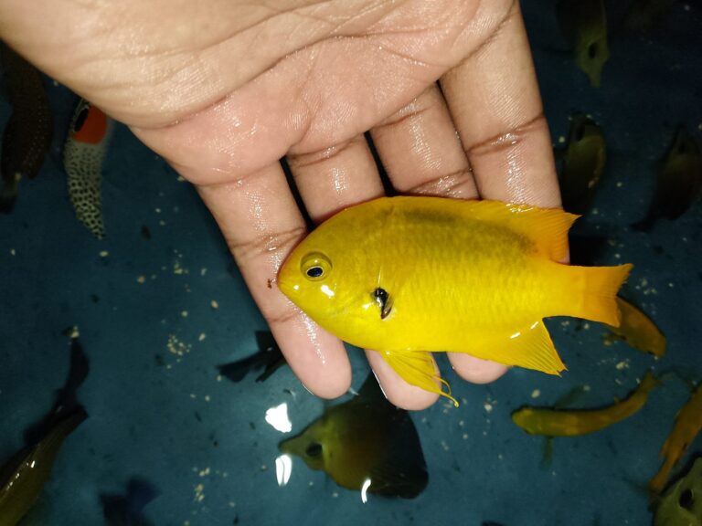 Yellow Damsel – bright yellow damselfish held in hand – wholesale export from Kenya by Bluefields Aquatics