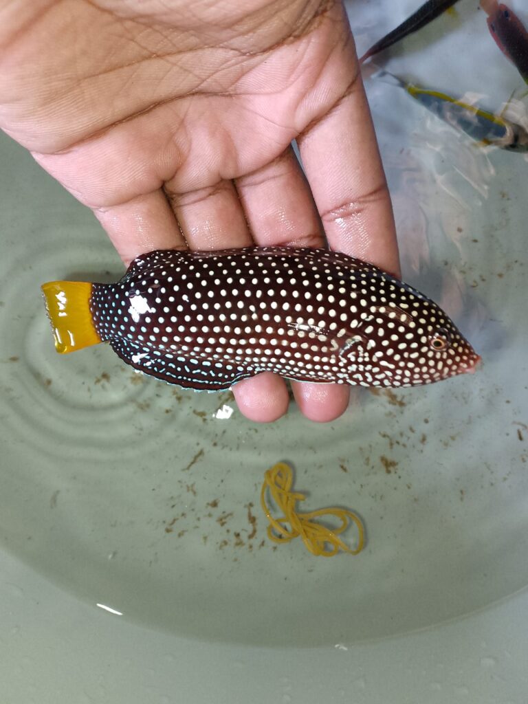 Yellow-tail Tamarin Wrasse (Anampses meleagrides) – dark wrasse covered in white spots with a bright yellow tail, held in hand – wholesale export from Kenya by Bluefields Aquatics