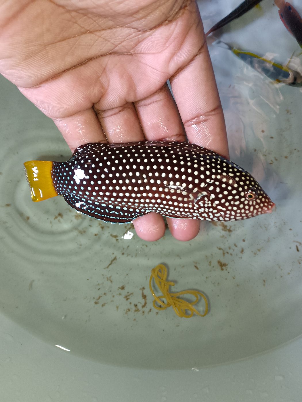 Yellow-tail Tamarin Wrasse (Anampses meleagrides) – dark wrasse covered in white spots with a bright yellow tail, held in hand – wholesale export from Kenya by Bluefields Aquatics