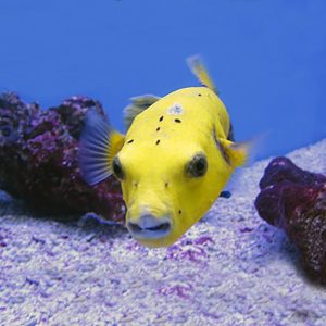 Yellow puffer fish for export. Aquarium marine fish supplier by Bluefields Aquatics